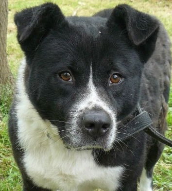 Angelina - URGENT! NEED FOSTER!