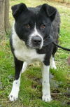 Angelina - URGENT! NEED FOSTER!