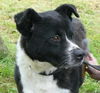 Angelina - URGENT! NEED FOSTER!