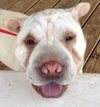 Rosco