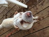 Rosco