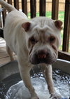 Rosco