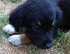 Starla