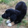 Starla
