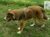 Sarge