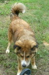Sarge