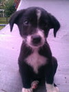 Lorena