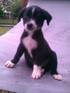 Lorena