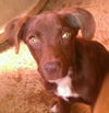Harper