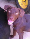 Harper