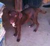 Harper