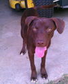 Harper