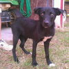 Ronaca-needs foster!!