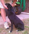 Ronaca-needs foster!!