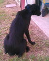 Ronaca-needs foster!!