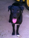 Ronaca-needs foster!!