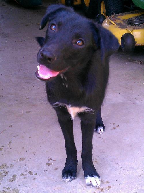 Ronaca-needs foster!!