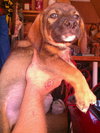 Ryker