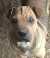 Shane