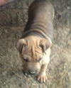 Shane