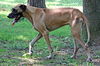 Scooby