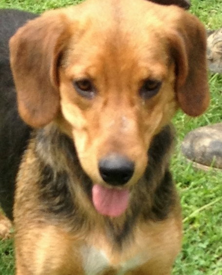 Lollie