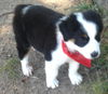 Sprocket