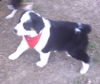 Sprocket