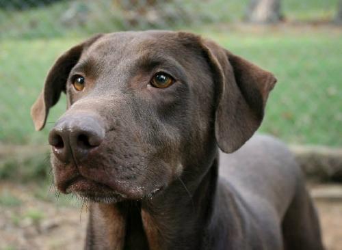 Buddy Lab