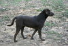 Buddy Lab