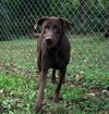Buddy Lab