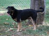 Samson