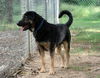 Samson