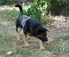 Samson