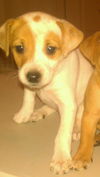 Sheldon