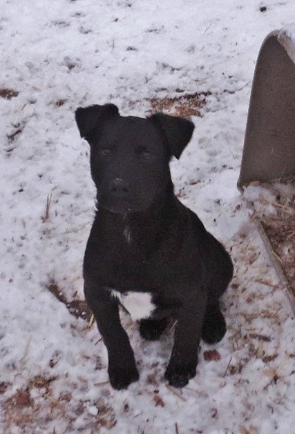 Ruger