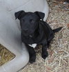 Ruger