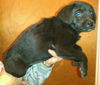 Amyleigh