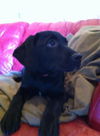 Amyleigh