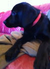 Amyleigh