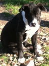 Snoopy