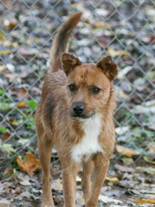 Scruffy - URGENT