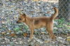 Scruffy - URGENT