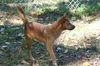 Scruffy - URGENT