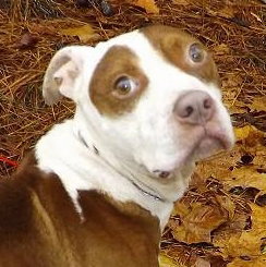 Kramer - URGENT! Need foster or adopter!