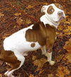 Kramer - URGENT! Need foster or adopter!