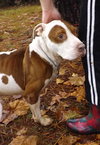 Kramer - URGENT! Need foster or adopter!