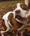 Kramer - URGENT! Need foster or adopter!