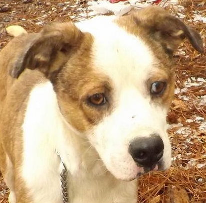 Buddy- URGENT! NEED FOSTER OR ADOPTER!