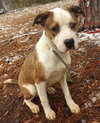 Buddy- URGENT! NEED FOSTER OR ADOPTER!
